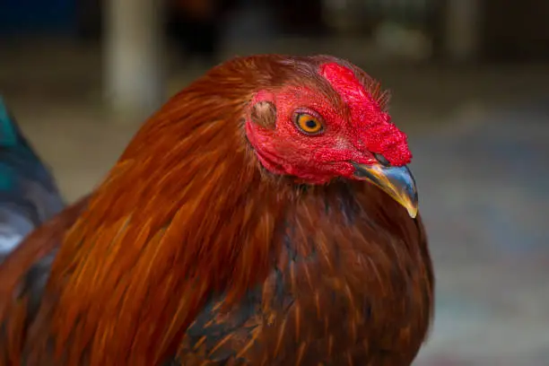 Beautiful portrait of a rooster