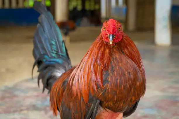 Beautiful portrait of a rooster