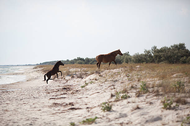 istock Wild horses on the beach 150374490