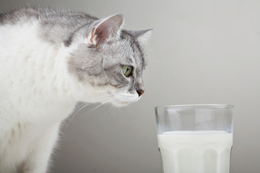 White cat observing a glass of milk