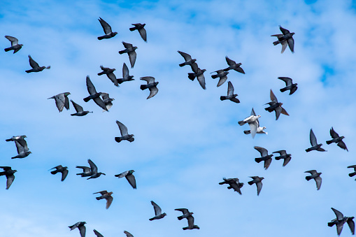 Low angle view of flying pigeons against cloudy sky, Berlin Schöneberg