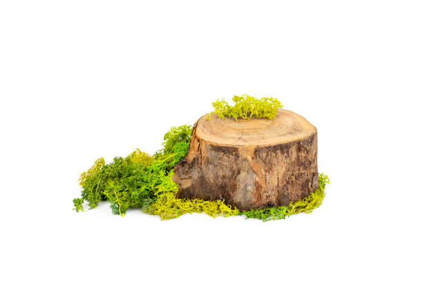 istock Tree trunk cross section with green stabilized lichen for product display 1503757855