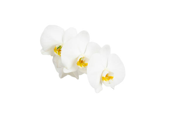 istock White orchid flowers isolated on white background, 1503757870