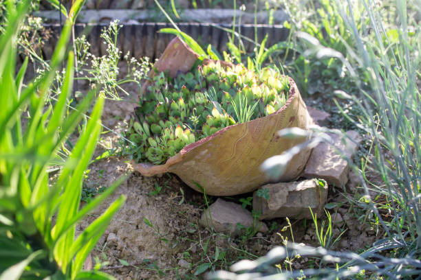 istock Succulent plants in a big broken ceramic pot.  soft focus 1503757927