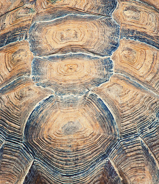 istock Vertical stock photo of a turtle shield 150377749