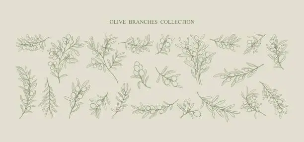 Vector illustration of A set of hand drawn minimalistic line art olive branches . Vector modern floral Illustration. Elegant simple botanical drawings.