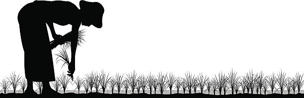 Transplanting rice Editable vector silhouette of an asian woman planting rice seedlings in a paddy field farmer silhouettes stock illustrations