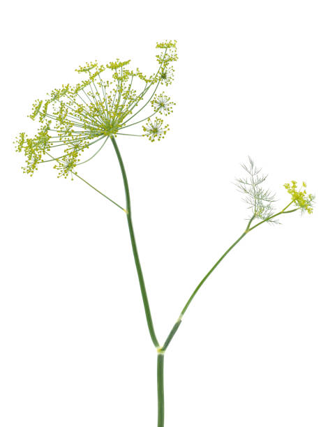 istock Dill isolated on white background, Anethum graveolens 1503785823