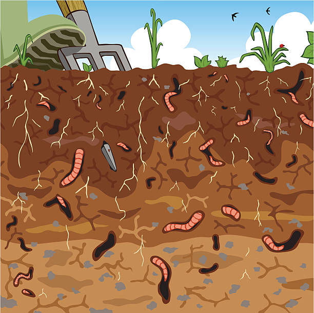 Soil vector art illustration