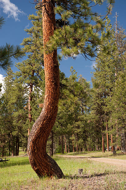 Crooked pine Unique Ponderosa in Central Oregon. misshaped stock pictures, royalty-free photos & images