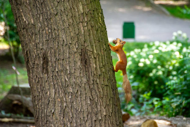 istock The squirrel holds an orescher in its teeth and runs up the tree 1503800069