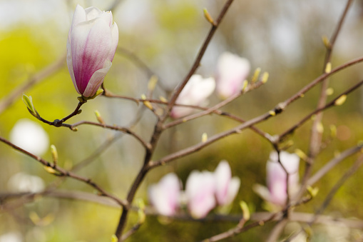 Branch with magnolia flowers. Magnolia flower bud in early spring. Selective focus. Blurred background.