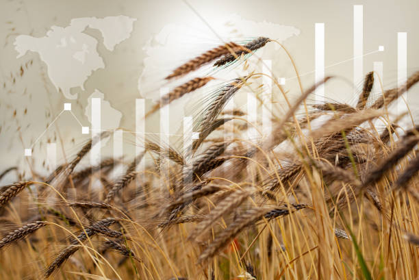 istock Global grain and wheat crisis. Analytics data and growth graphs. Business candle stick graph chart. Rising Global Wheat and Flour prices. 1503813292
