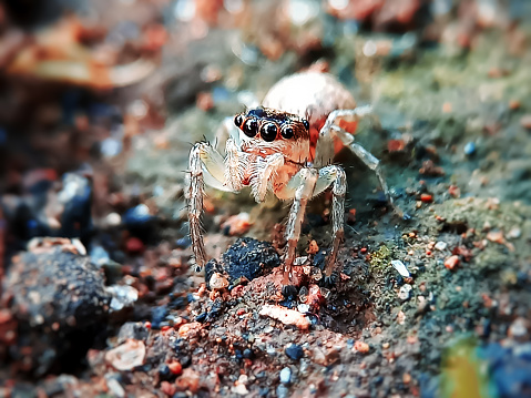 Small jumping spider.