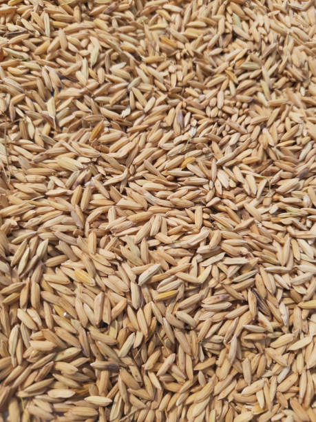 istock Full frame shot of paddy 1503818100