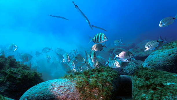 istock Underwater photo of Zebra bream fish at a reef 1503821477