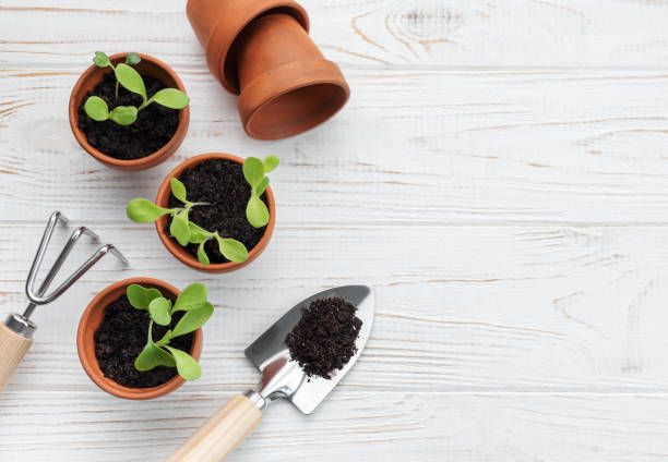 istock Gardening concept, planting at home 1503822597