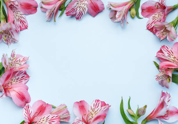 istock Beautiful Alstroemeria flowers on blue background 1503822775