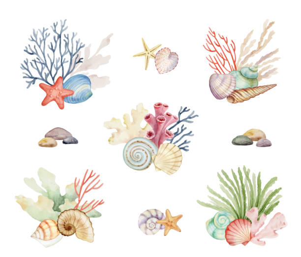 istock Watercolor vector underwater set of colorful seashells and seaweed. Hand drawn illustration. Design of wall drawings, weddings, invitations, fabrics, covers, postcards, travel booklets. 1503825048