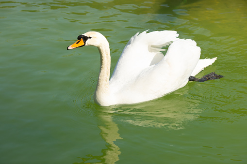 White swan on lake in spring.