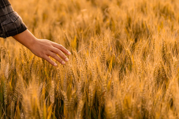 woman brushing her hand through wheat field. - wheat freedom abundance human hand imagens e fotografias de stock