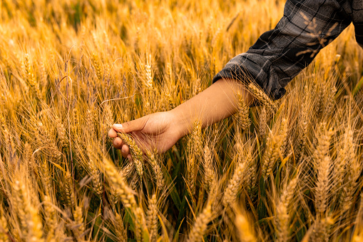Close up of young woman's hand touching the heads of barley crops in a field