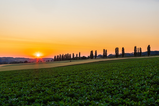 A spectacular Dutch sunset with an amazing coloured sky with the rolling hills in an Italian landscape with the Tuscan Poplar trees and in the front a field of wheat and grain.