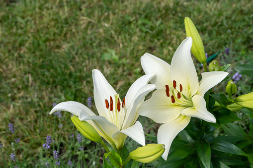 Bunga Lilly Bunga Lily Putih Tunas Di Kebun Tumbuhkan Semak Bunga Lili Kelopak ...
