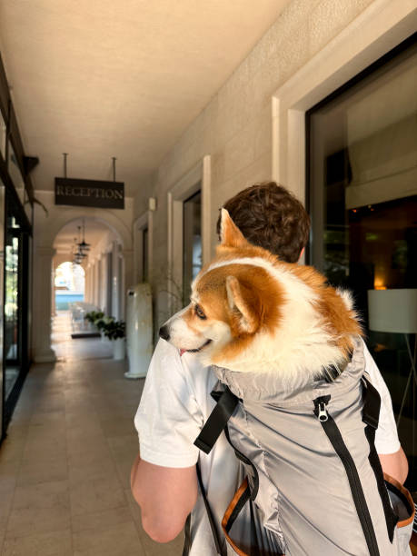 istock A young man settles into a hotel with his dog in a backpack 1503853077