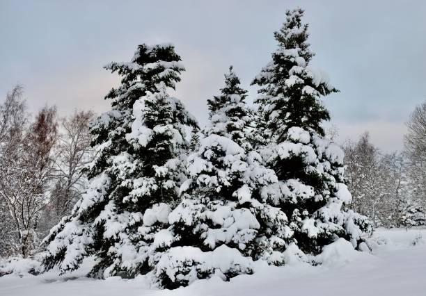 istock Beautiful tranquil middle winter landscape with the fluffy snow covered spruces 1503872705