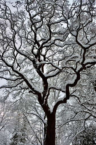 Winter view of the bare tree snow covered curved branches