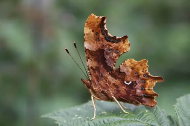 Close-up of a camouflage butterfly as dead leaf. Photo with astonishing details and great pose of the butterfly. This photo was taken as the butterfly closed its wings to protect itself. That was a special moment.
