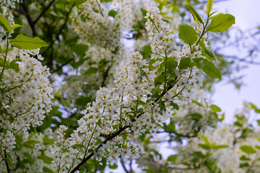 The blossoming bird cherry branch against the background of the blue sky. Spring. Macro. Flower vegetable background horizontally. Prunus padus.