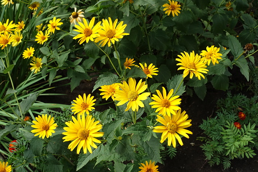 Multiple yellow flowers of Heliopsis helianthoides in July