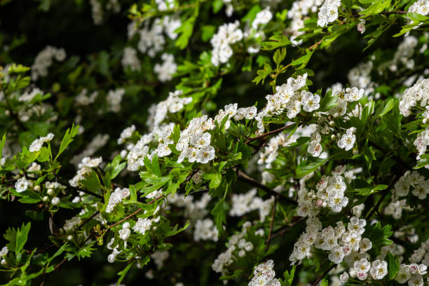 боярышник обыкновенный или односемянный боярышник crataegus monogyna весенняя свежая зеленая листва - crataegus monogyna стоковые фото и изображения