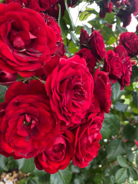 istock Bright roses of various saturated colors 1503892772