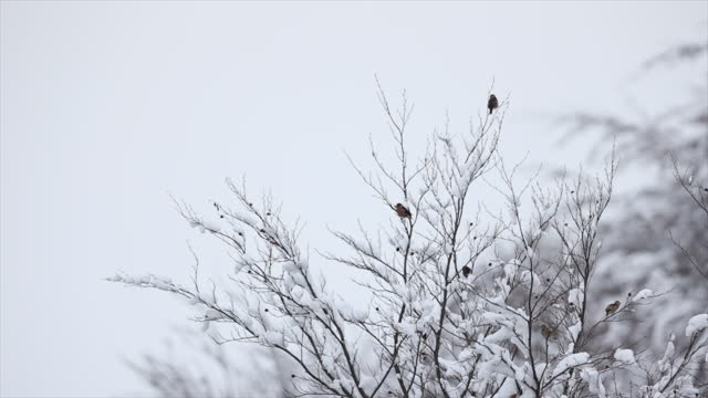 Bird sitting on snowy tree branch in winter