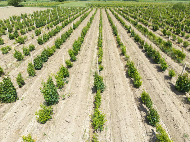 istock Drone view of young vineyards on a bright sunny day 1503899538