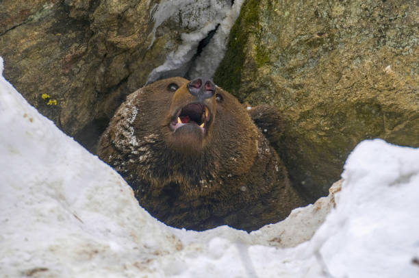 A brown bear inside a cave with snow around at natural bayerischer wald - Germany
