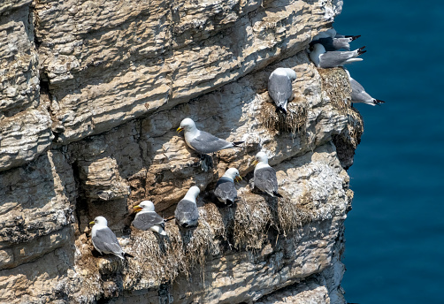 Kittiwakes on Bempton Cliffs, Flamborough head,