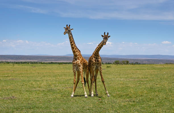 580+ Giraffe Fighting Photos Stock Photos, Pictures & Royalty-Free