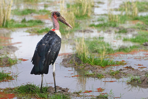 Marabou stork bird on a swampy savannah is looking for food. Kenya, Africa