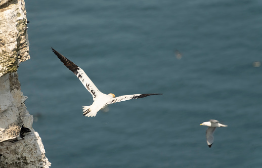 Kittiwakes and flying gannet on Bempton Cliffs, Flamborough head,