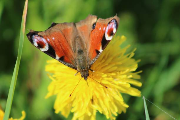 istock Aglais io butterfly perching on yellow flower 1503904718
