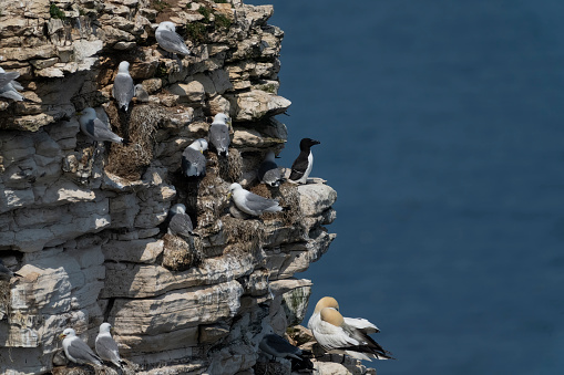 Razorbills, kittiwakes, gannet and guillemots on Bempton Cliffs, Flamborough head,