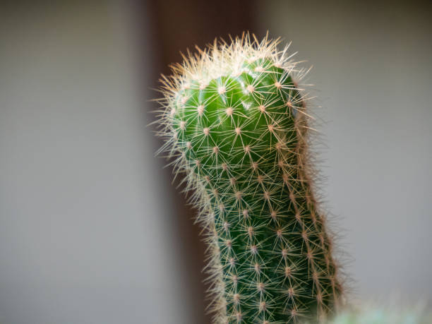 istock Close-up of cactus. 1503905830