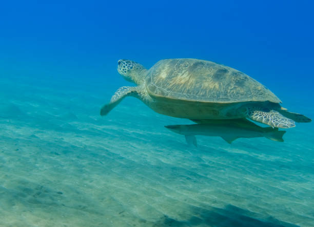 istock hawksbill turtle with two pilotfishes hovers over the seabed in clear blue water 1503907956