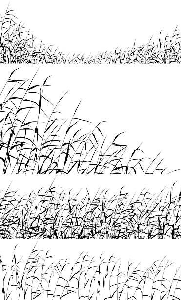 Reed foregrounds Set of editable vector silhouettes of reed fringes. Hi-res jpeg file included. marsh illustrations stock illustrations