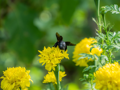 Black bumble bee with yellow stripes, close-up shot, with a blurred garden in the background.