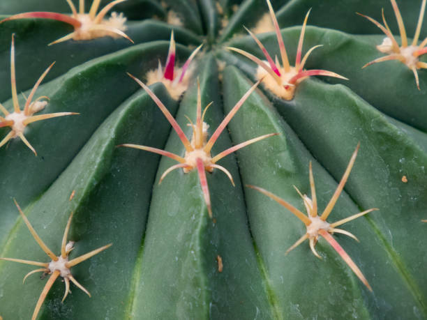 istock Close-up of cactus. 1503909133